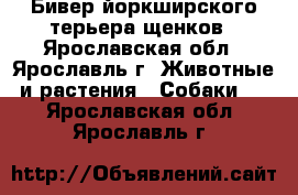 Бивер йоркширского терьера щенков - Ярославская обл., Ярославль г. Животные и растения » Собаки   . Ярославская обл.,Ярославль г.